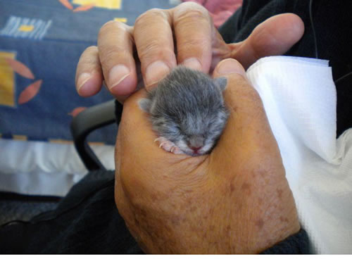Newborn kitten